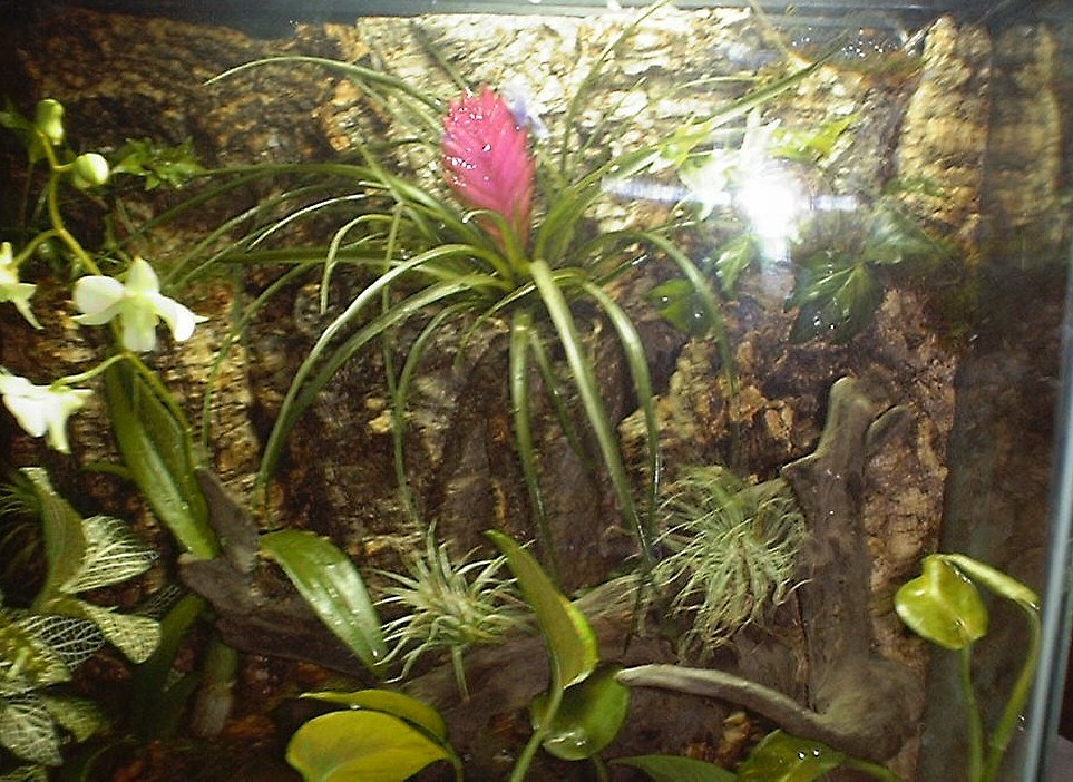 20 extra tall vivarium