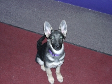 Fruit Bat