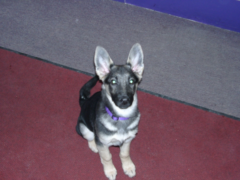 Fruit Bat