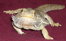 Dru