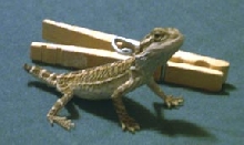 Baby Maynard