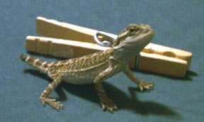 Baby Maynard