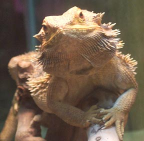 Spike