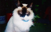Sammy