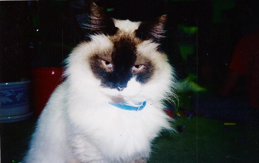 Sammy