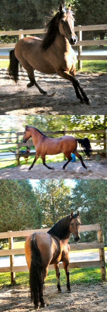 dante-2nd collage