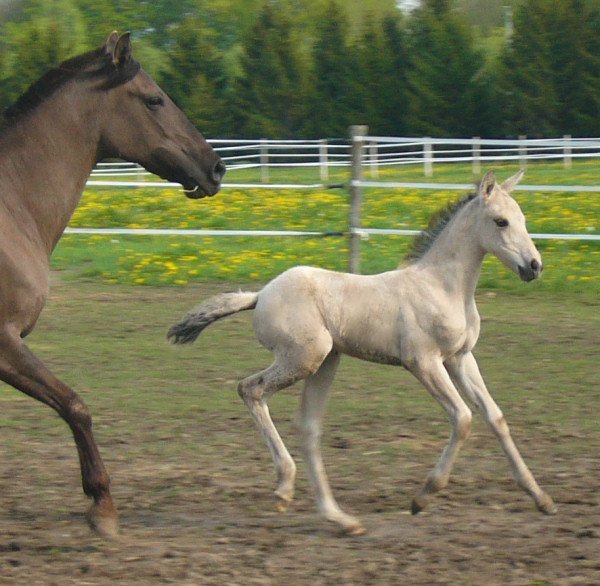 Fantasma and Sorpresa
