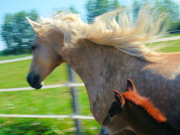 Finola and Mango -3