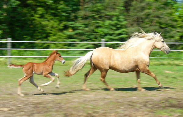 Finola and Mango - 2