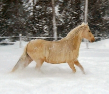 Finola-snow