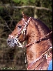 Paso Stallion