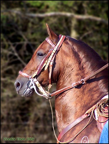 Paso Stallion