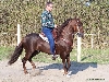 Paso Stallion2
