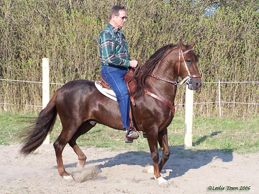 Paso Stallion2