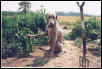 Jake the Gardener