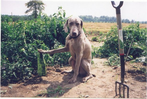 Jake the Gardener