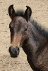 Libelula