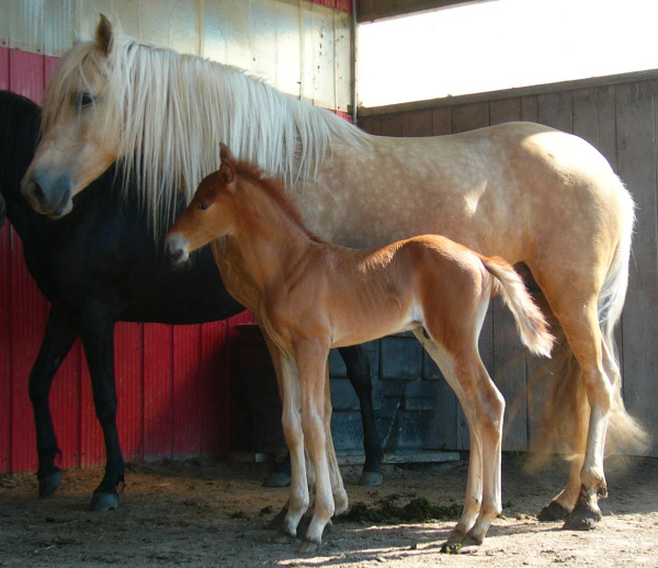 Mango and Finola