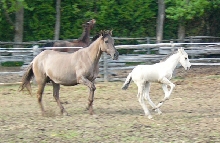Sorpresa and Fantasma