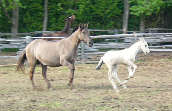 Sorpresa and Fantasma