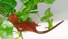 crested