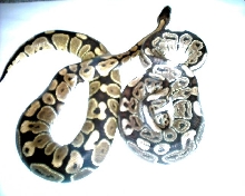 Ball python light pic