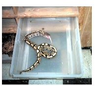 New ball female Eating large rat