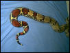 body and tail