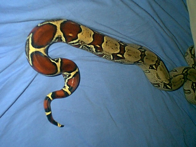 body and tail