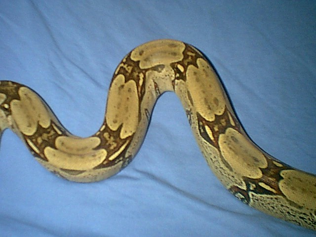 body