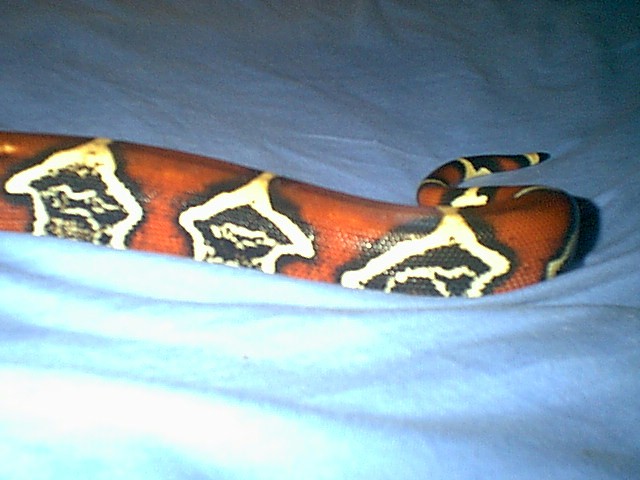 tail