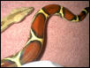 head and tail