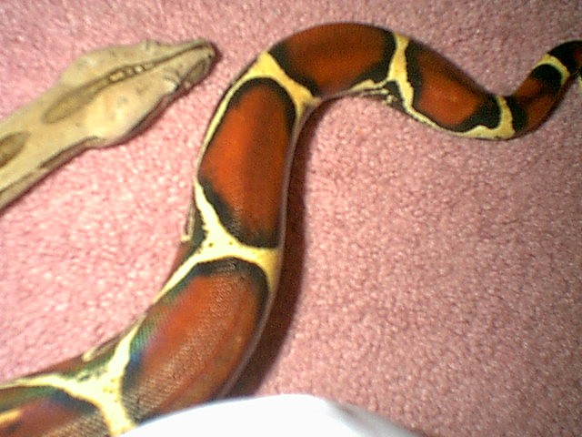 head and tail