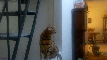 Loki bird watching