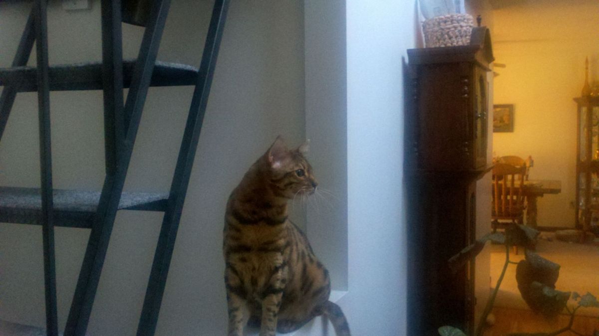 Loki bird watching