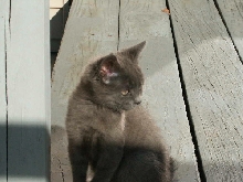 Baby Boris