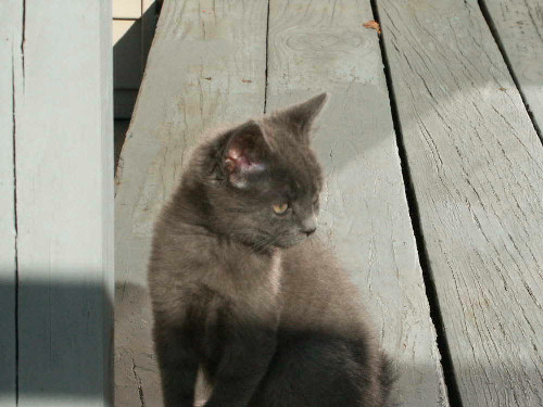 Baby Boris