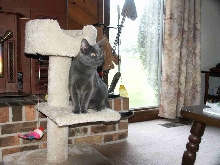 Boris - 1 Yr.