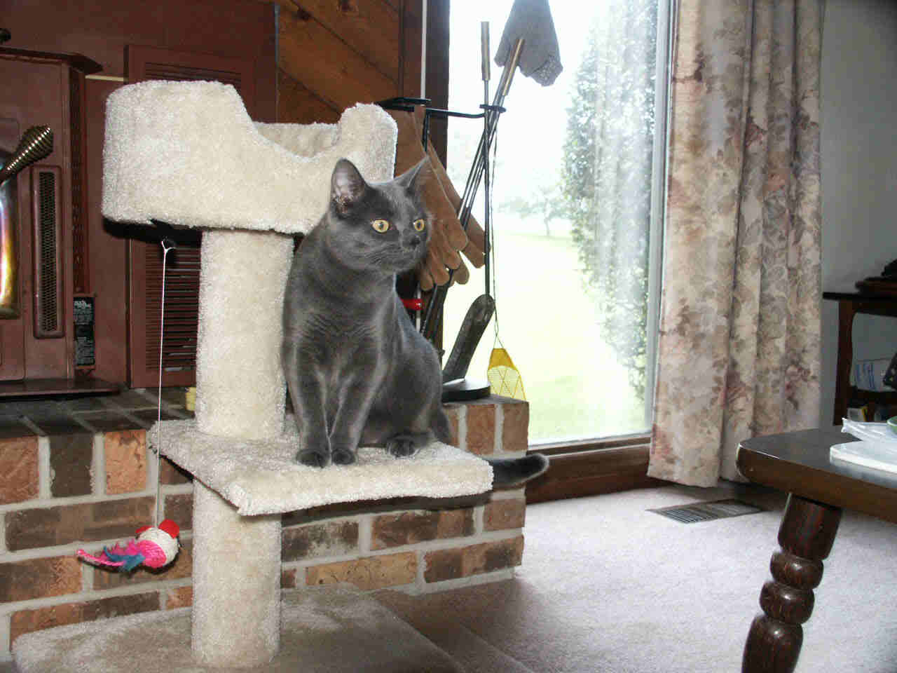 Boris - 1 Yr.
