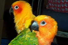Wiwi n Floyd