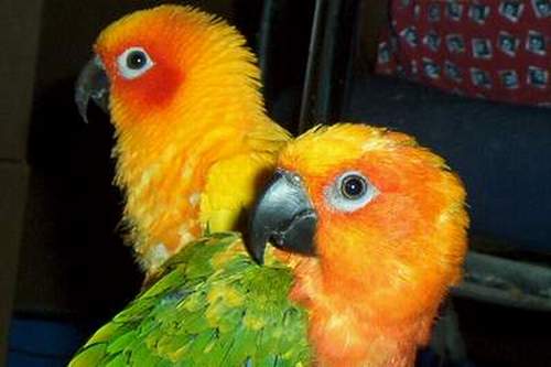 Wiwi n Floyd
