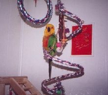 Festus relaxing