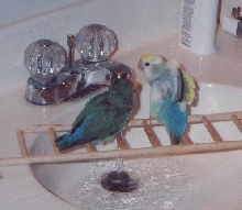 SPLISH SPLASH
