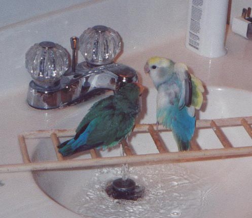 SPLISH SPLASH