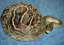 Elaphe taeniura ssp. BLUE BEAUTY