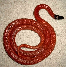 L.triangulum sinaloae