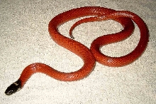 L.triangulum sinaloae