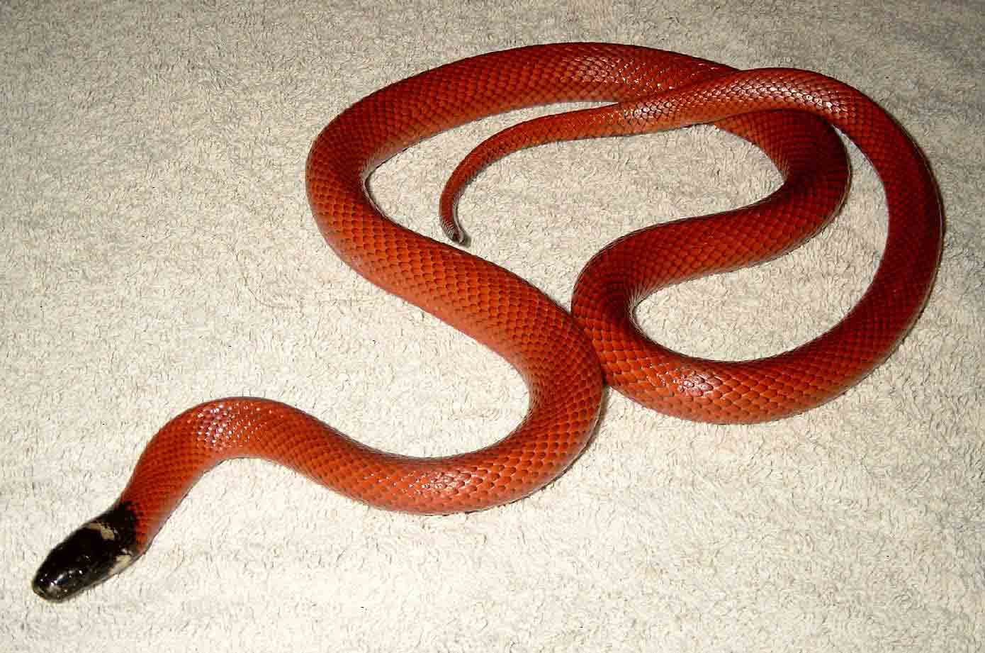 L.triangulum sinaloae
