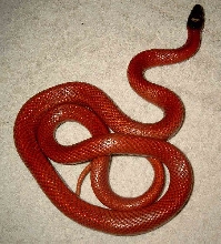 L.triangulum sinaloae
