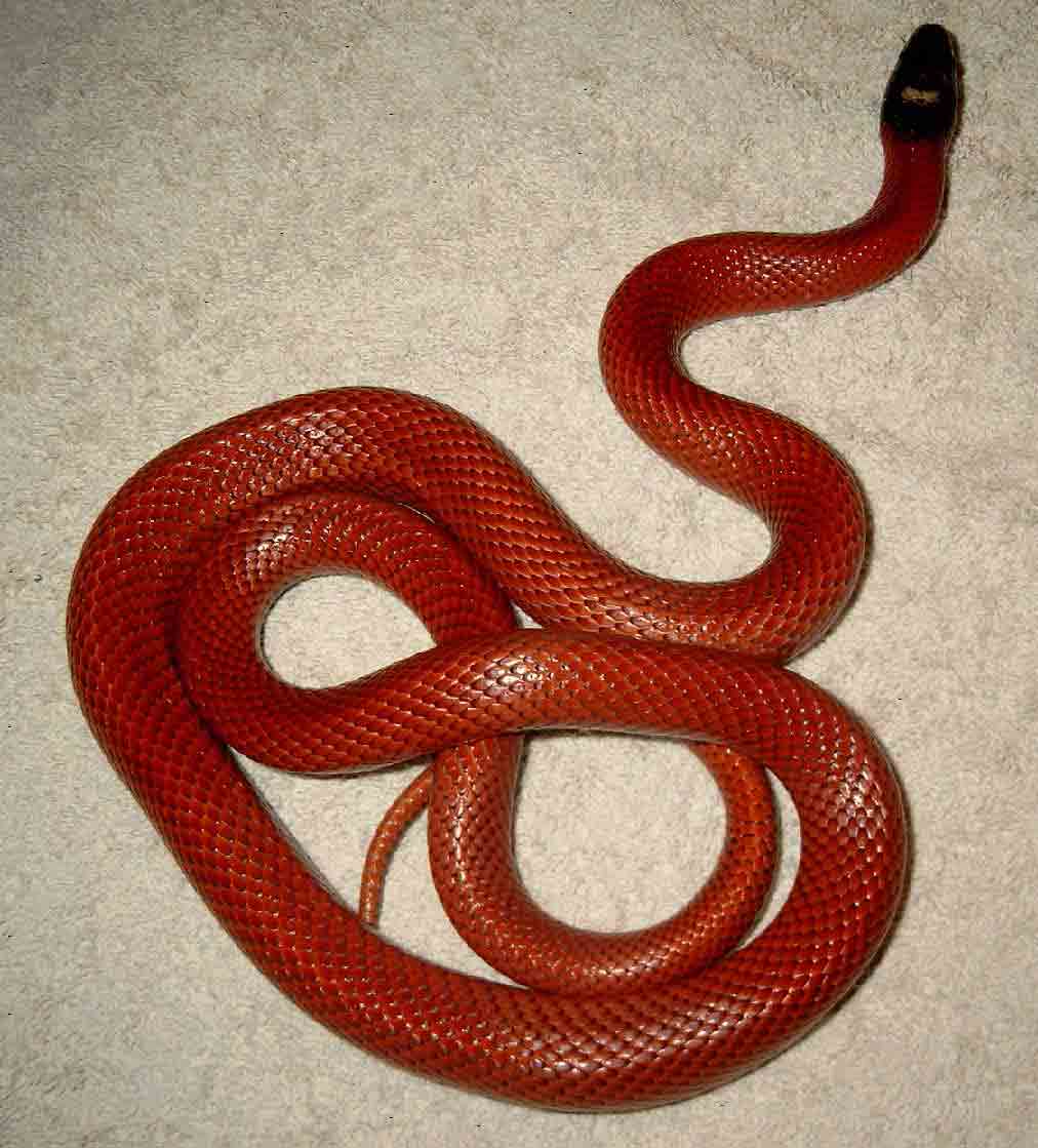 L.triangulum sinaloae